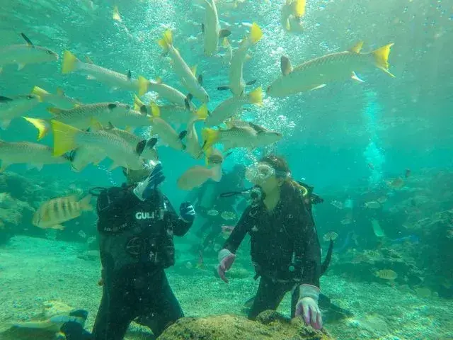 ダイビング中に楽しむ魚への餌付け体験