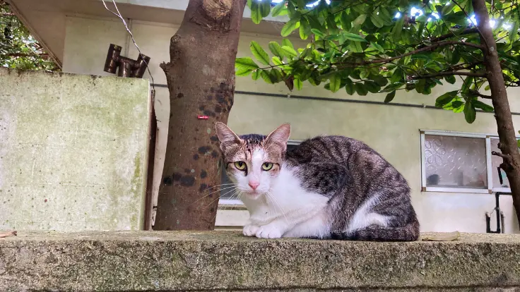 備瀬のフクギ並木で涼む猫ちゃん。木陰でひんやりとした地面に体を預け、ゆったりとした時間が流れている。