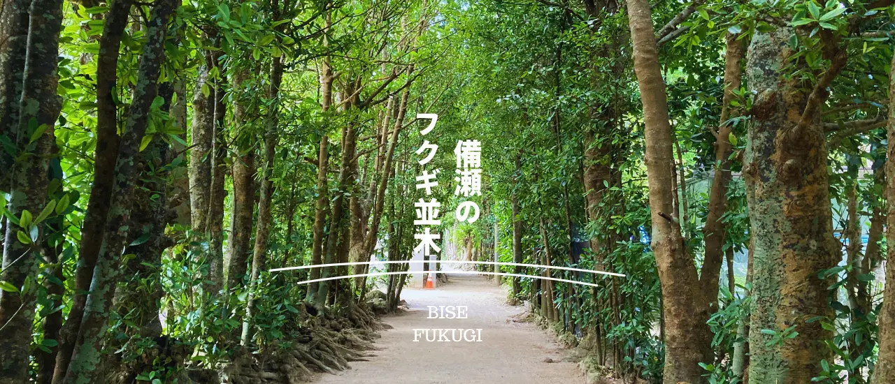 本部町にある備瀬のフクギ並木。木漏れ日のトンネルが続く散策スポットで癒やしの時間を過ごせる。