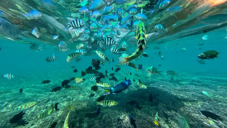 アンチ浜の透明な海で群れるカラフルな熱帯魚。シュノーケル体験で間近に観察できる人気の海あそび。