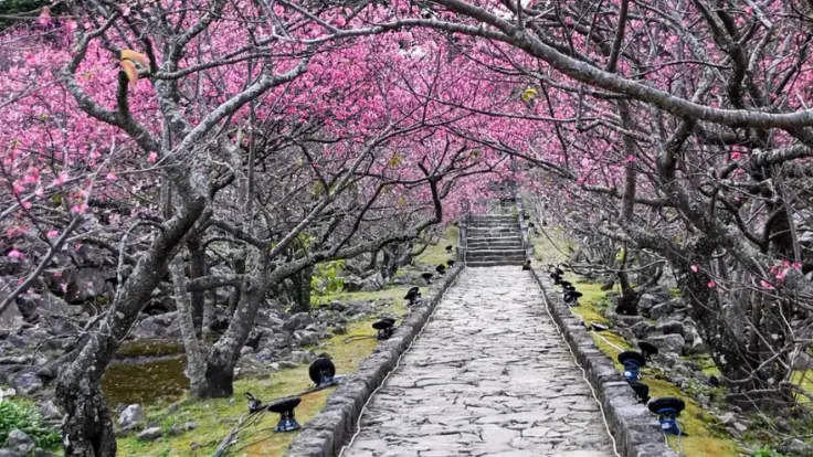 今帰仁城跡の石垣を背景に咲く寒緋桜（カンヒザクラ）。1月中旬から2月上旬にかけて見頃を迎え、ピンク色の濃い花が城壁を彩る風景。