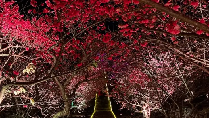 今帰仁城跡の夜桜ライトアップ。1月下旬から2月上旬にかけて寒緋桜が石垣を彩り、幻想的な光景が広がる。