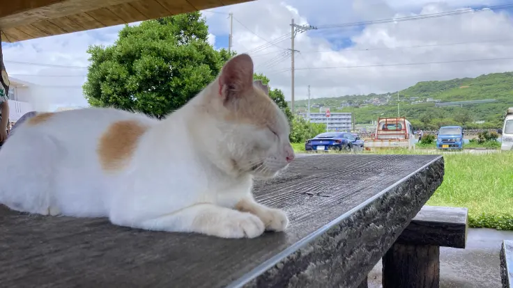 奥武島の港で日向ぼっこをする猫。観光客にも慣れた穏やかな表情が印象的