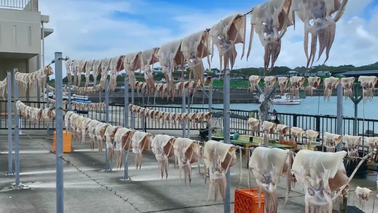 奥武島の港で干されるトビイカ。天日干しされた姿が潮風と青空に映え、素朴な島の風景を感じさせます