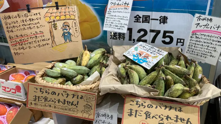 南城市地域物産館に並ぶ沖縄県産のアップルバナナ。まだ熟していない状態で販売されており、持ち帰って追熟するのが楽しみです