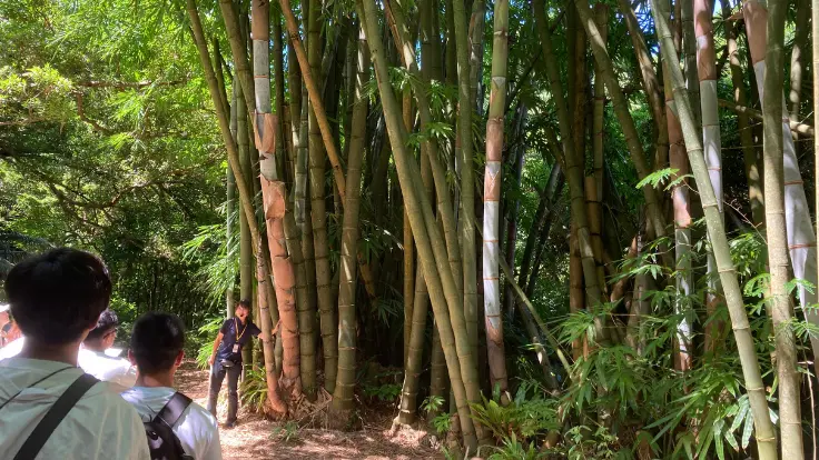 ガンガラーの谷に植えられた台湾産の竹。わずか3か月で驚くほど成長し、生命力の強さを実感できる。