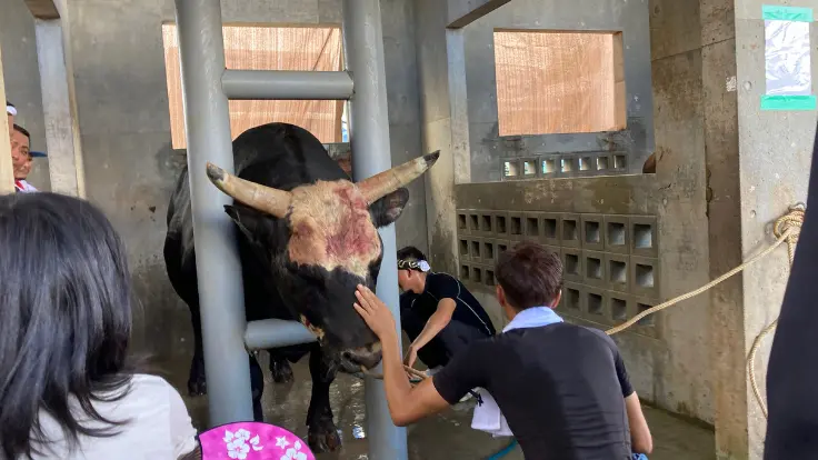 戦い終わった闘牛を愛でる飼育員