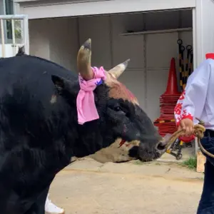 闘牛の優しい顔
