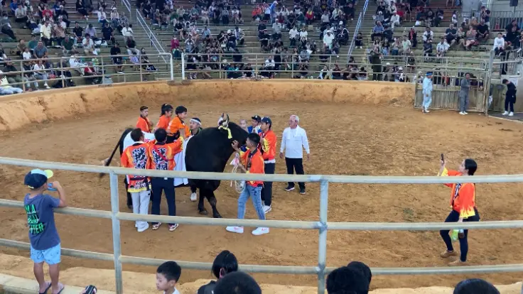 闘牛を家族で愛している家族で育てている闘牛