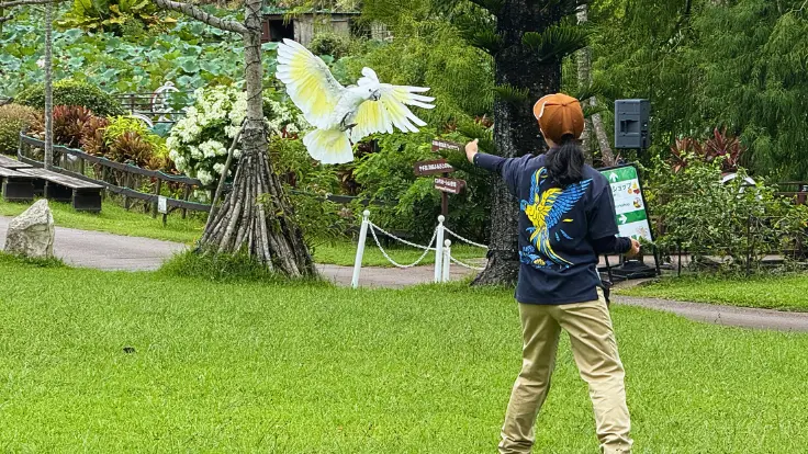 東南植物楽園で行われるバードショーのトレーニング風景。土日祝は無料で本番のショーが楽しめる。