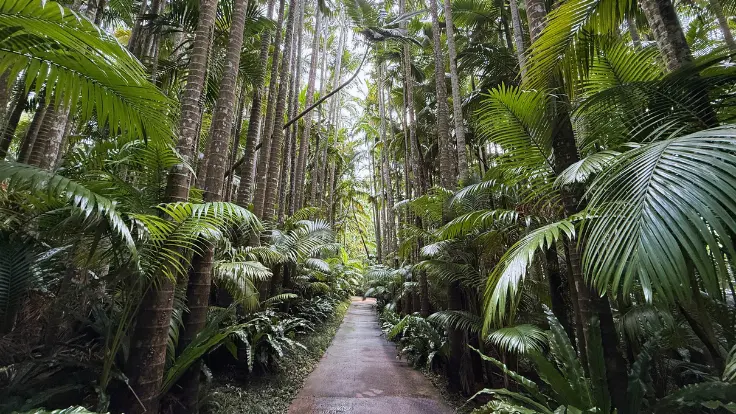 東南植物楽園の国登録文化財ユスラヤシ並木。真っすぐ伸びたヤシの木が続き、まるで南国映画のワンシーンのような絶景。