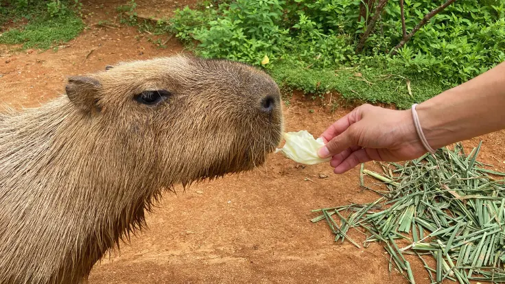 東南植物楽園のカピバラにキャベツをあげている様子。子どもも体験できる人気のエサやり体験。