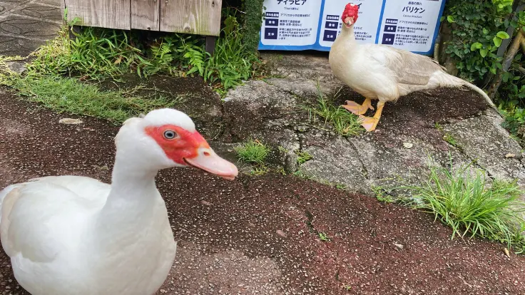 東南植物楽園の園内を自由に歩く台湾アヒル。人なつっこく、のんびりとした姿に癒される。
