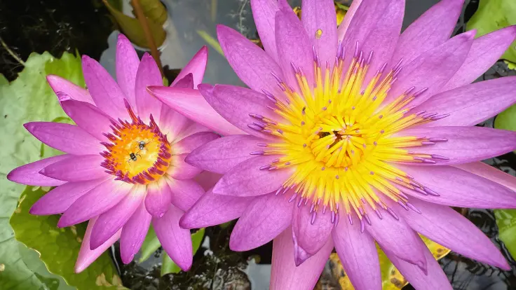 東南植物楽園の池に広がる蓮と睡蓮。夏は色とりどりの花が咲き、幻想的な景観が楽しめる。冬はイルミネーションに彩られる。