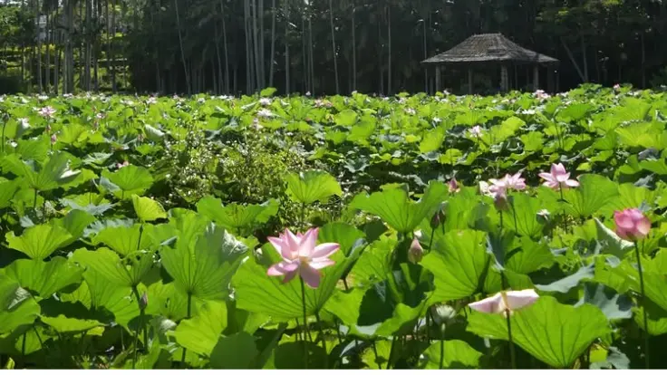 東南植物楽園の広大な蓮池。
