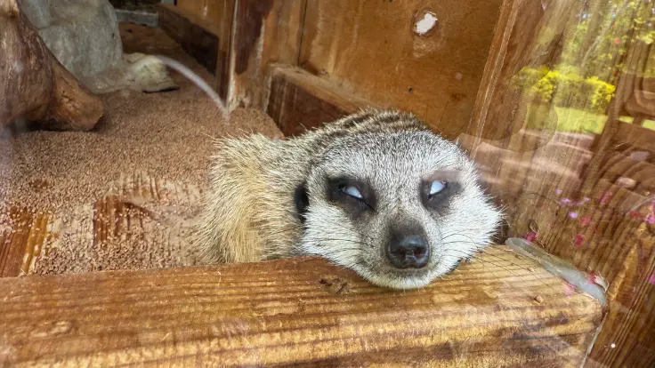 東南植物楽園のミーアキャット。暑さに負けて横になり、気持ちよさそうに休んでいる姿。