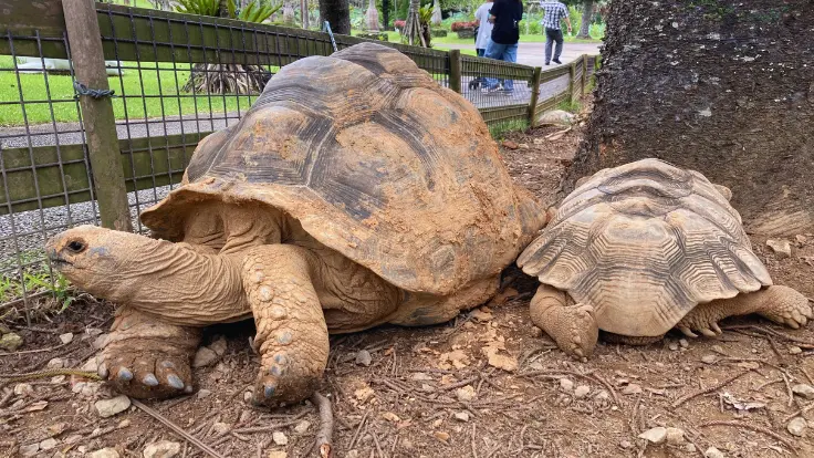 東南植物楽園の大きなリクガメ。ゆったりと歩く姿に触れ合える貴重な体験。