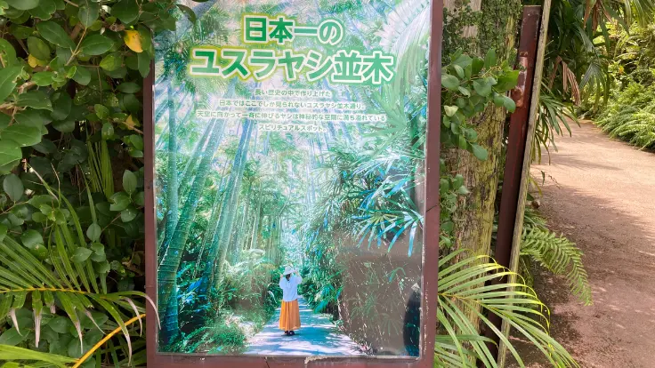 東南植物楽園のユスラヤシ並木。南国感あふれる景観でSNS映えすると人気が高まっている。