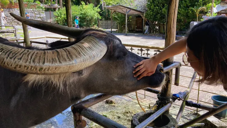 琉球村で穏やかに過ごす水牛のだいちゃん。来園者がそっと触れられる距離にいる。