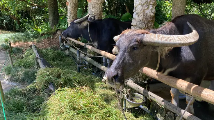 ビオスの丘で飼育されている水牛たち。県内に約20頭しかいないうちの5頭がここにいる。
