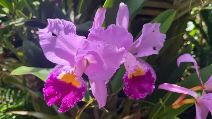 ビオスの丘に咲く鮮やかなデンファレの花。南国らしい色合いで訪れる人の目を楽しませてくれる。