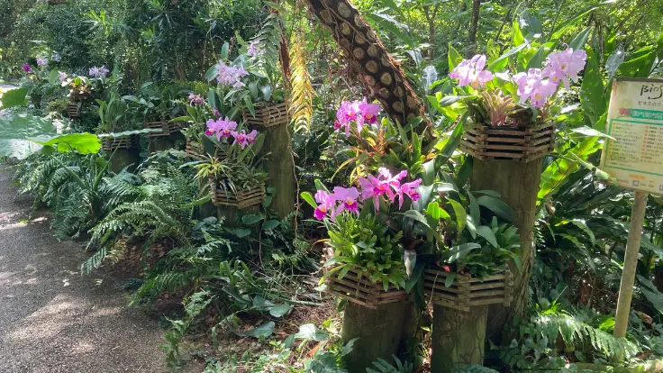 ビオスの丘の入口に咲くデンファレの花。南国らしい鮮やかな色合いが訪れる人を迎える。