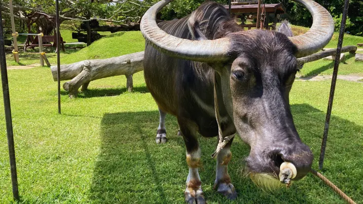 ビオスの丘で飼育されている水牛の顔のアップ。大きな体にやさしい瞳が印象的で、清潔に管理されている。