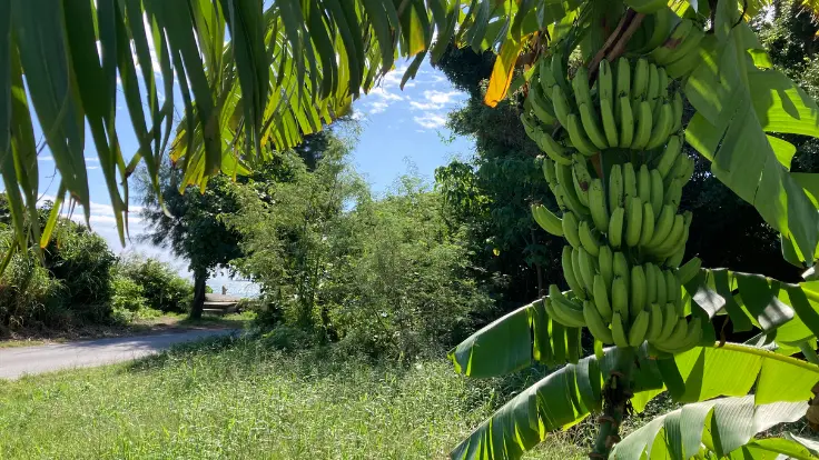 浜比嘉島の集落周辺で見られる島バナナの木。道のそばに自然に生えており、南国らしい素朴な島の風景が広がっている。