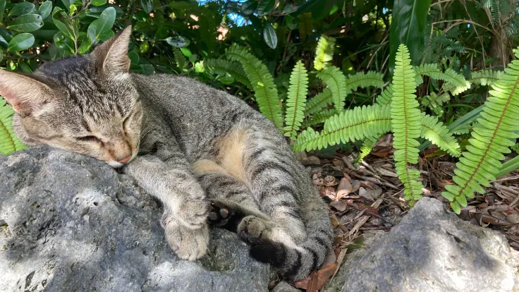 やちむんの里でくつろぐ猫の姿。穏やかな時間が流れる雰囲気