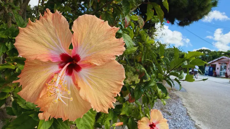 やちむんの里の石垣に咲くハイビスカスとシーサー。鮮やかな花と守り神が並び、沖縄らしい雰囲気を楽しめる