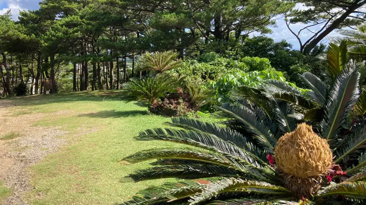 座喜味城跡の植物 そてつ