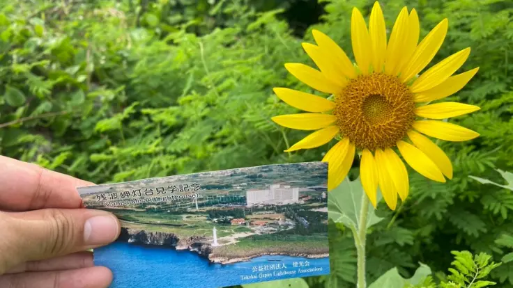 残波岬の灯台付近に咲くひまわりと、灯台の入場チケット。青空と花のコントラストが夏の訪れを感じさせる。