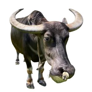 沖縄観光体験｜水牛のイラスト