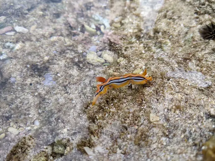 干潮時の真栄田のイノーに広がるタイドプールと岩の地形