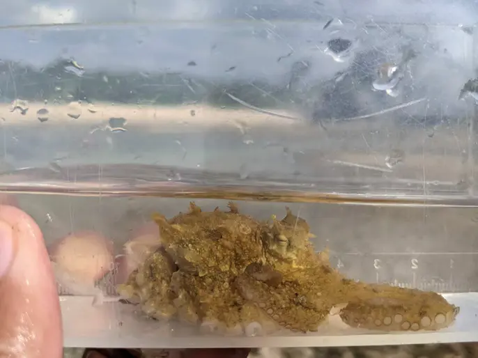 琉球石灰岩が連なる崖とその足元に広がる真栄田の海