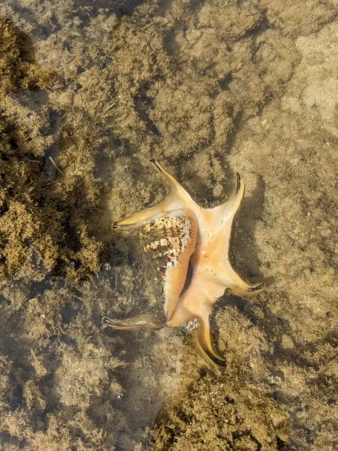 磯遊びアクティビティ海の生物01