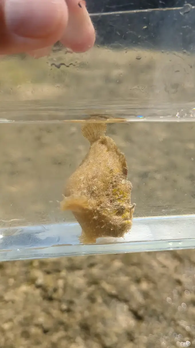 磯遊びアクティビティ海の生物03