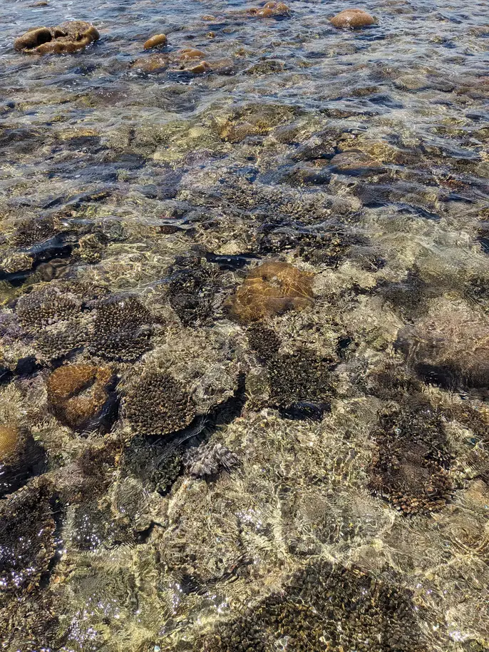 磯遊びアクティビティ海の生物04