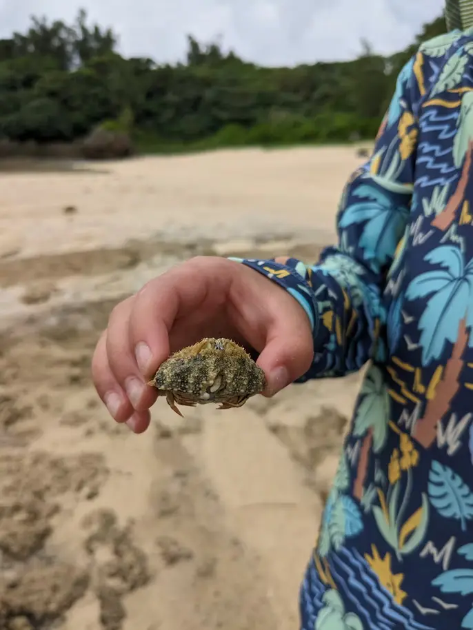 磯遊びアクティビティ海の生物05