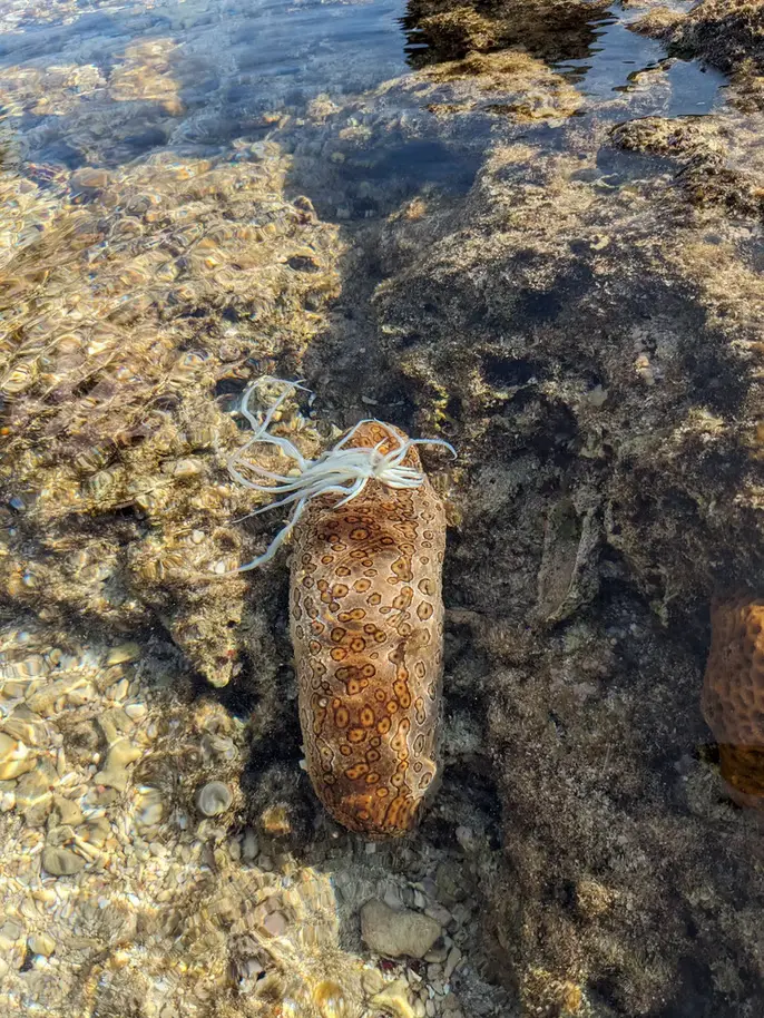磯遊びアクティビティ海の生物06