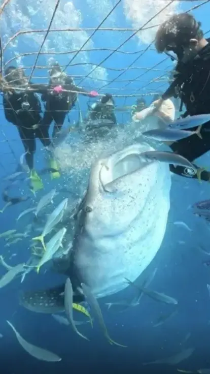 網ごしにジンベエザメを間近で見ている様子